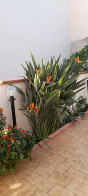 a plant with orange flowers in the corner of a room at La comodità a due passi dal mare di Mondello in Mondello