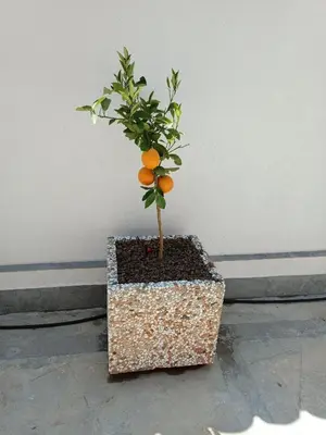 a small orange tree in a pot on the floor at Clio's House - Mondello in Mondello