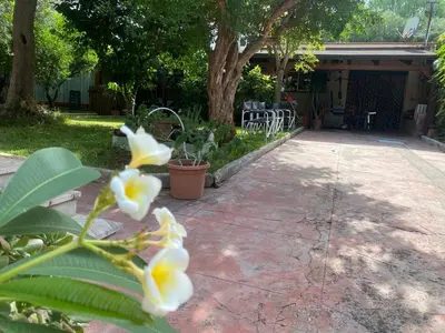 a plant with white and yellow flowers in a yard at La Casetta del Melograno in Mondello