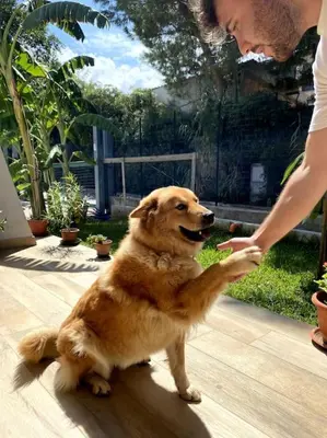 a woman petting a dog sitting on a deck at Casa Woow in Carini