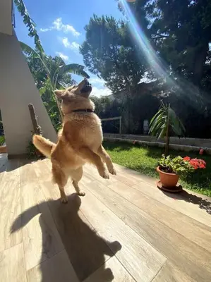 a dog standing on its hind legs on a wooden deck at Casa Woow in Carini