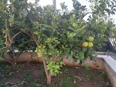 two trees with fruit on them in a garden at Residence Mare Azzurro in Balestrate
