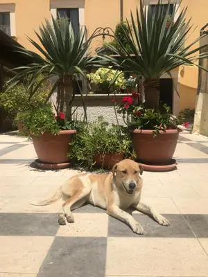 a dog laying on the ground in front of plants at Baglio Pocoroba in Calatafimi