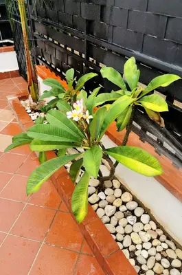 a plant with green leaves and white flowers in a garden at Casa Antigone 99 in Mondello