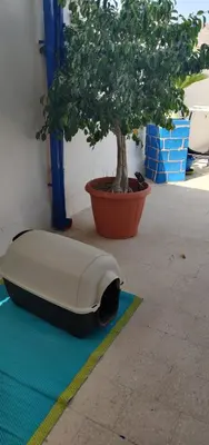 a couch sitting on a rug next to a tree at La Casa di Chico in Mondello