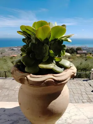 a plant in a pot with the ocean in the background at Villa Bona in Termini Imerese