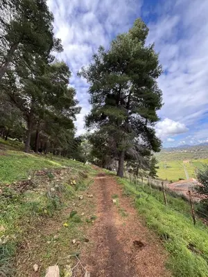 a dirt road with trees on the side of a field at Villa Simo in Altavilla Milicia