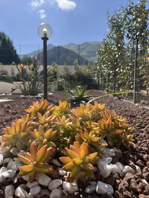 a group of plants sitting on rocks in a garden at Casa Vacanze Villa Ale in Altavilla Milicia