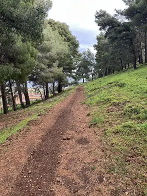 a dirt road in a field with trees at Casa Vacanze Villa Ale in Altavilla Milicia