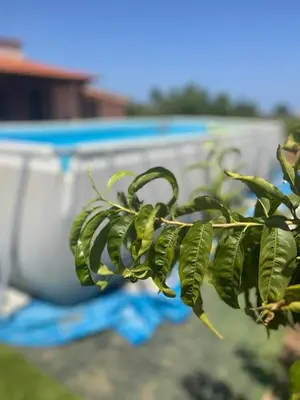a plant with green leaves in front of a tub at Lovely Country House in Trappeto