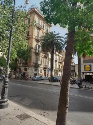 a palm tree on a city street with a building at Hibrido in Palermo