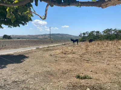 two cows standing in a field next to a road at Il Rifugio della Grotta S.Ninfa in Santa Ninfa