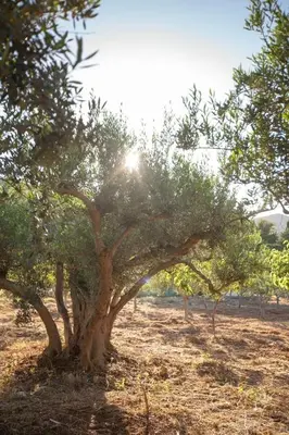 a tree in a field with the sun behind it at sicilian rustic in Scopello