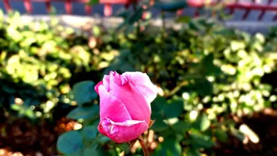 a pink flower in a garden with green leaves at A CASA DEL CONSOLE in Mondello