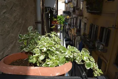a potted plant sitting on a ledge on a building at Futtitinni Home casamia in Palermo