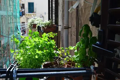 a group of plants sitting on a balcony at Futtitinni Home casamia in Palermo