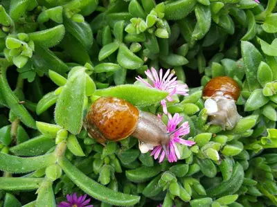 two bugs are sitting on a pink flower at Pensiero Speciale in Alcamo