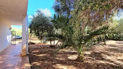 a palm tree in a yard next to a house at Appartamenti Amagea in Scopello