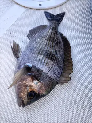 a dead fish sitting on a table at Levante in Terrasini