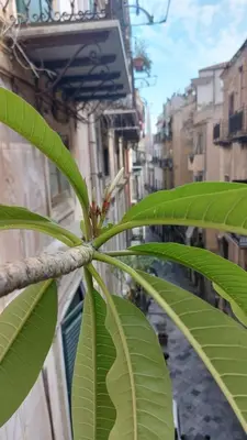a close up of a plant with green leaves at A CASA DI ELENA in Palermo