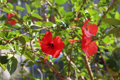 two red flowers on a tree with green leaves at Il Gelsomino in Palermo