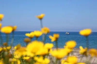 a field of yellow flowers with a boat in the ocean at Villa Beba in Cefalù