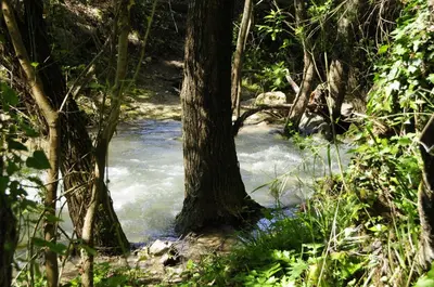 a stream of water with trees in a forest at Il Bevaio Di Corleone in Corleone