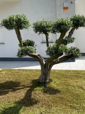 a small bonsai tree sitting in the grass at Villa dei Pioppi Deluxe in Carini