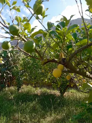an apple tree with fruits on it in the grass at Sicilia House bluchic in Isola delle Femmine
