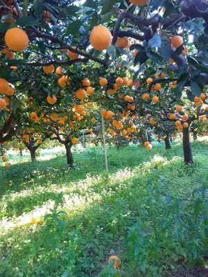 a bunch of oranges hanging from trees in a field at Sicilia House bluchic in Isola delle Femmine
