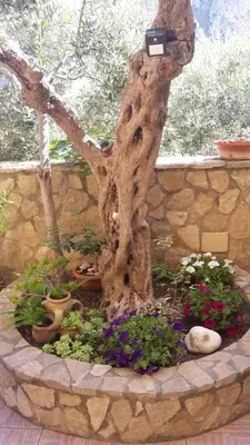 a tree in a garden with flowers and plants at Modus B&B in San Vito lo Capo