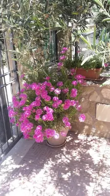 a pot of pink flowers sitting next to a fence at Modus B&B in San Vito lo Capo