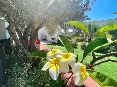 a group of yellow and white flowers in a yard at Sicilian Shore Haven, 2 min to SEA in Terrasini