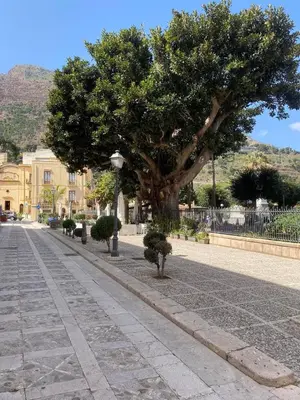 a tree on the side of a street at Casa gli Oleandri in Castellammare del Golfo