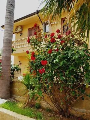 a bush of red roses in front of a house at Residence Marino in Balestrate