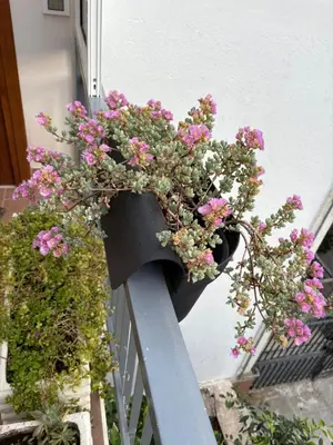 a potted plant on a rail on a balcony at La casa di Gisa&Laura Lido di Mondello spiaggia in Palermo