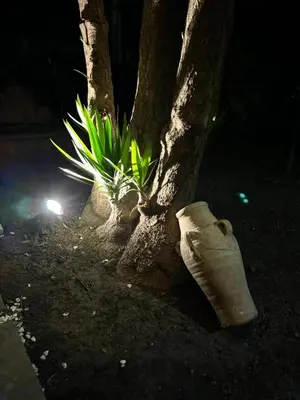 a plant in the ground next to a tree at L'abete in Villabate