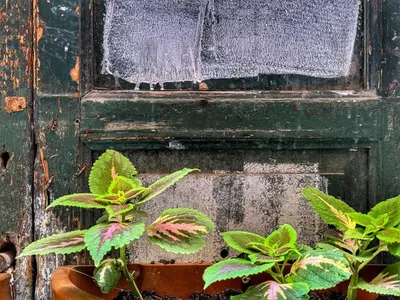a pair of plants in front of a door at MaMa7 in Palermo