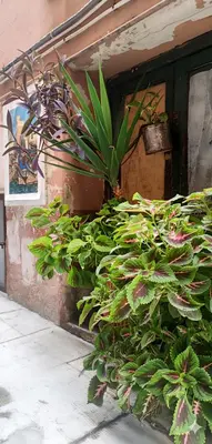 a group of plants on the side of a building at MaMa5 in Palermo