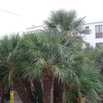 casa cocos