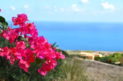 a bunch of pink flowers on top of a hill at Terrazza Sarmuci di Scopello in Scopello