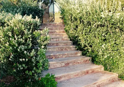 a set of stairs in a garden with bushes at Villa Cattleya in Campofelice di Roccella