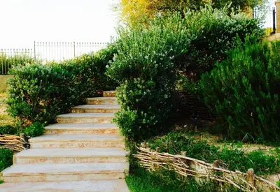 a set of stone stairs in a garden with bushes at Villa Cattleya in Campofelice di Roccella