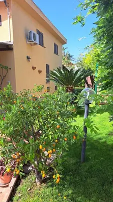an orange tree in a yard next to a building at Villa Agae in Trabia