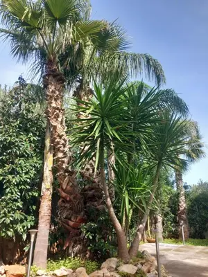 a group of palm trees on a street at Villa Costa Mondello in Palermo