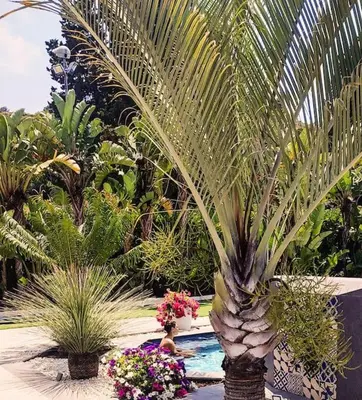 a swimming pool with plants and an umbrella at Villa Solià - Villa indipendente con Piscina e Giardino in Campofelice di Roccella