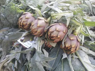 a pile of artichoke plants on the ground at Affittacamere Indios in Cerda