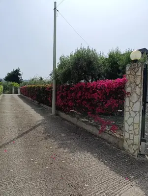 a row of pink flowers on a fence at Villa Il Giardino di Rosa- 5 Min from the sea-Fraginesi in Castellammare del Golfo