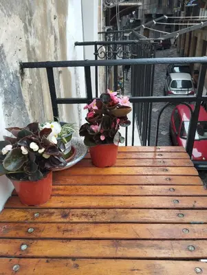 two potted plants sitting on top of a wooden table at Le due Marie in Palermo