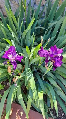 a group of purple flowers on a green plant at Villa Alba in Mandra Capreria